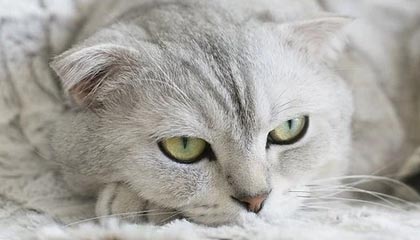 星空体育中国-连场头槌凯恩变空霸 热刺闷战逃生喜提榜首体验卡